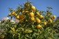 Preview: % Orangen Blüten, bitter, bio