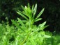 Preview: % Klettenlabkraut (Klebkraut) bio