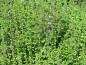 Preview: Poleiminze Kraut bio