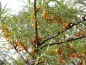 Preview: Sanddorn Beeren bio