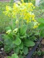 Preview: Schlüsselblumen Blüten bio