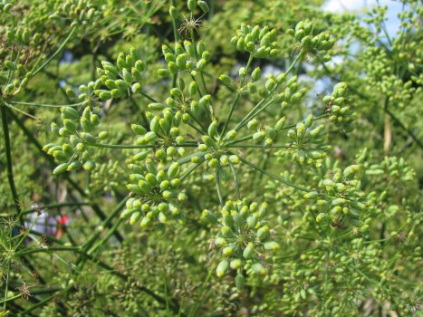 Fenchel braun (bitter) bio