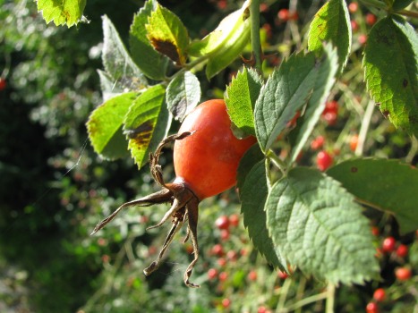 Hagebutten Pulver bio