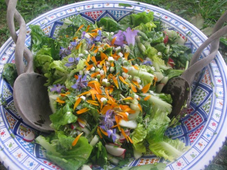 Wilde Kräuterküche - Sommer