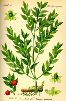 Mäusedorn bio