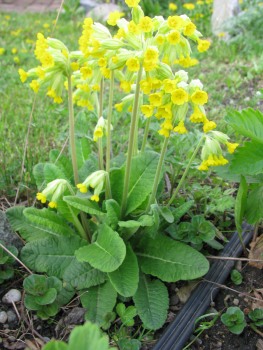 Schlüsselblumen Blüten bio
