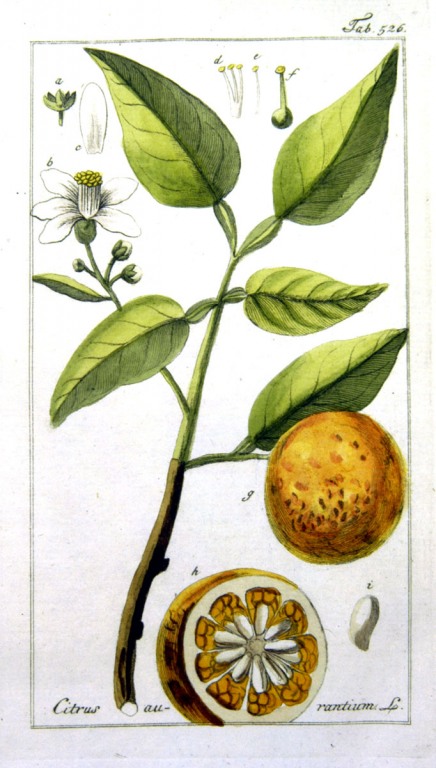 % Orangen Blüten, bitter, bio