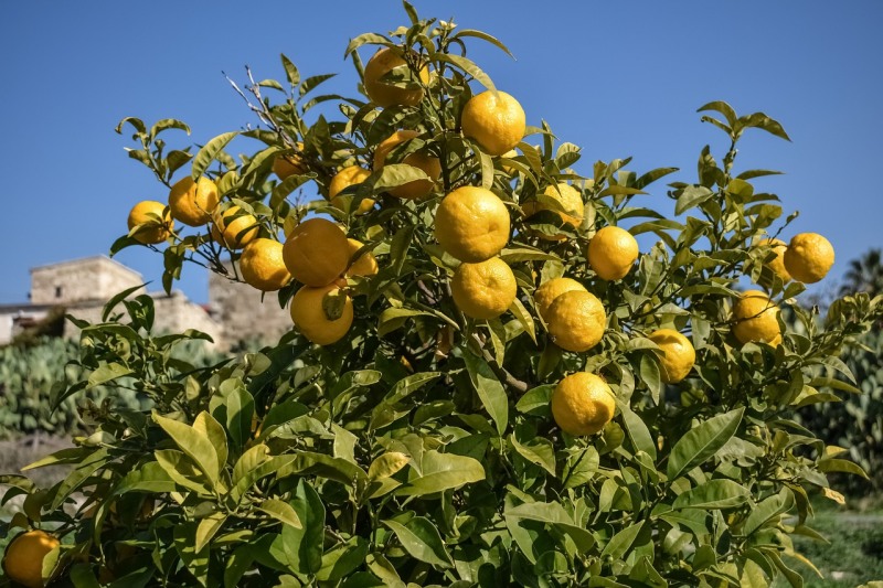 % Orangen Blüten, bitter, bio