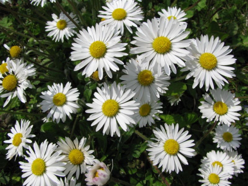 Gänseblümchen Blüten bio