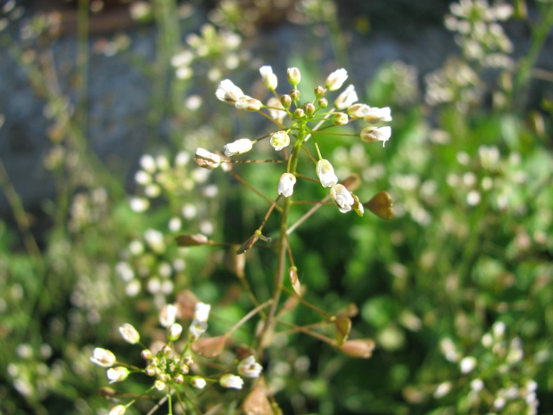 % Hirtentäschel Kraut bio