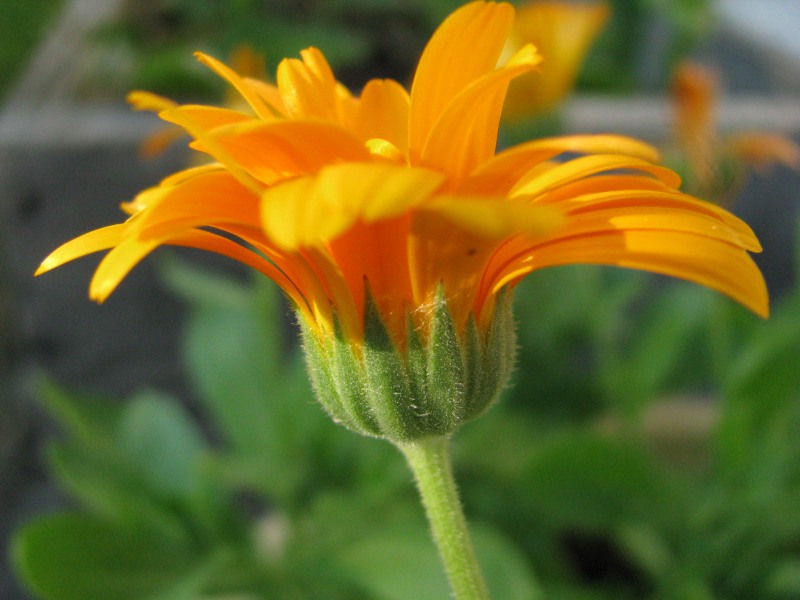 Ringelblumen Blütenblätter bio