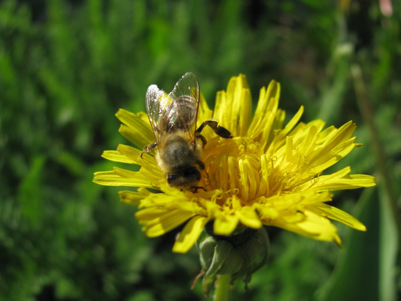 Detox mit Frühlingskräutern