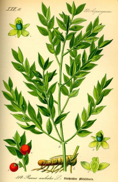 Mäusedorn bio