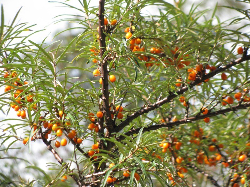 Sanddorn Beeren bio