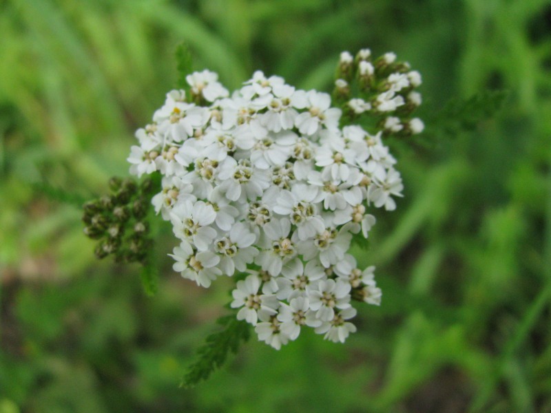Schafgarbe Blüten bio