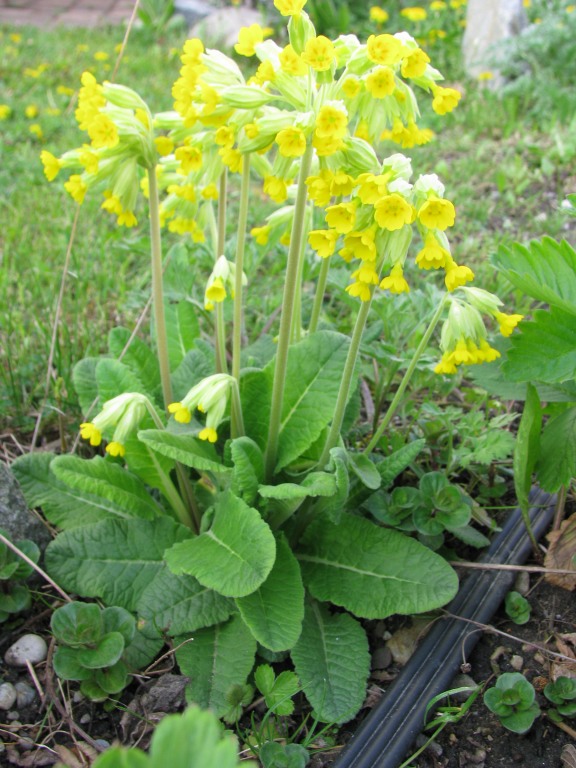 Schlüsselblumen Blüten bio