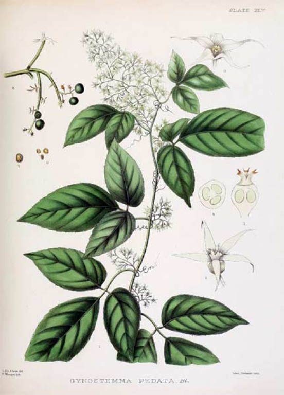 Jiaogulan konventionell