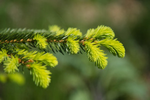 Workshop "Fichtenwipferl"